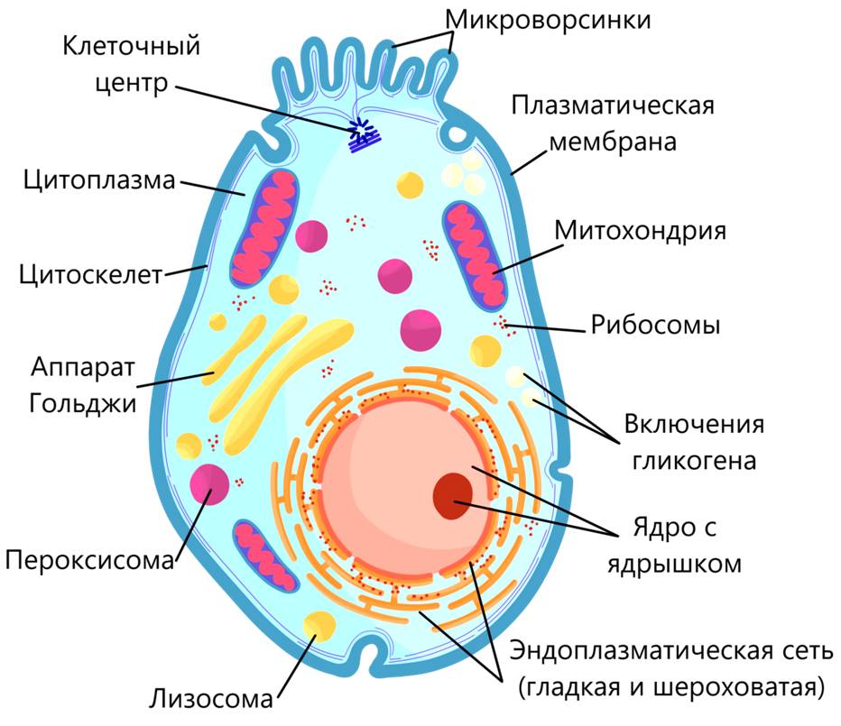 Животная клетка_1