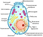 Животная клетка_1