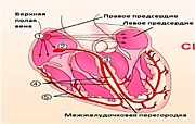 Проводящая система сердца